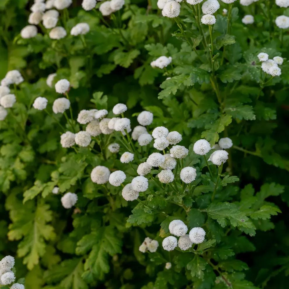🤍 Vegmo Snowball Matricaria Seeds – Create a Beautiful White Garden
