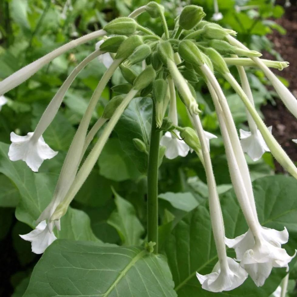 🤍Nicotiana sylvestris 'White Trumpets' Seeds – Elegance in Every Bloom