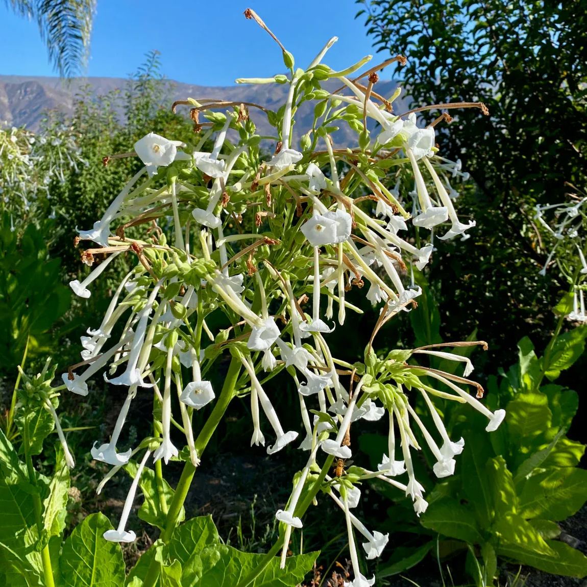 🤍Nicotiana sylvestris 'White Trumpets' Seeds – Elegance in Every Bloom