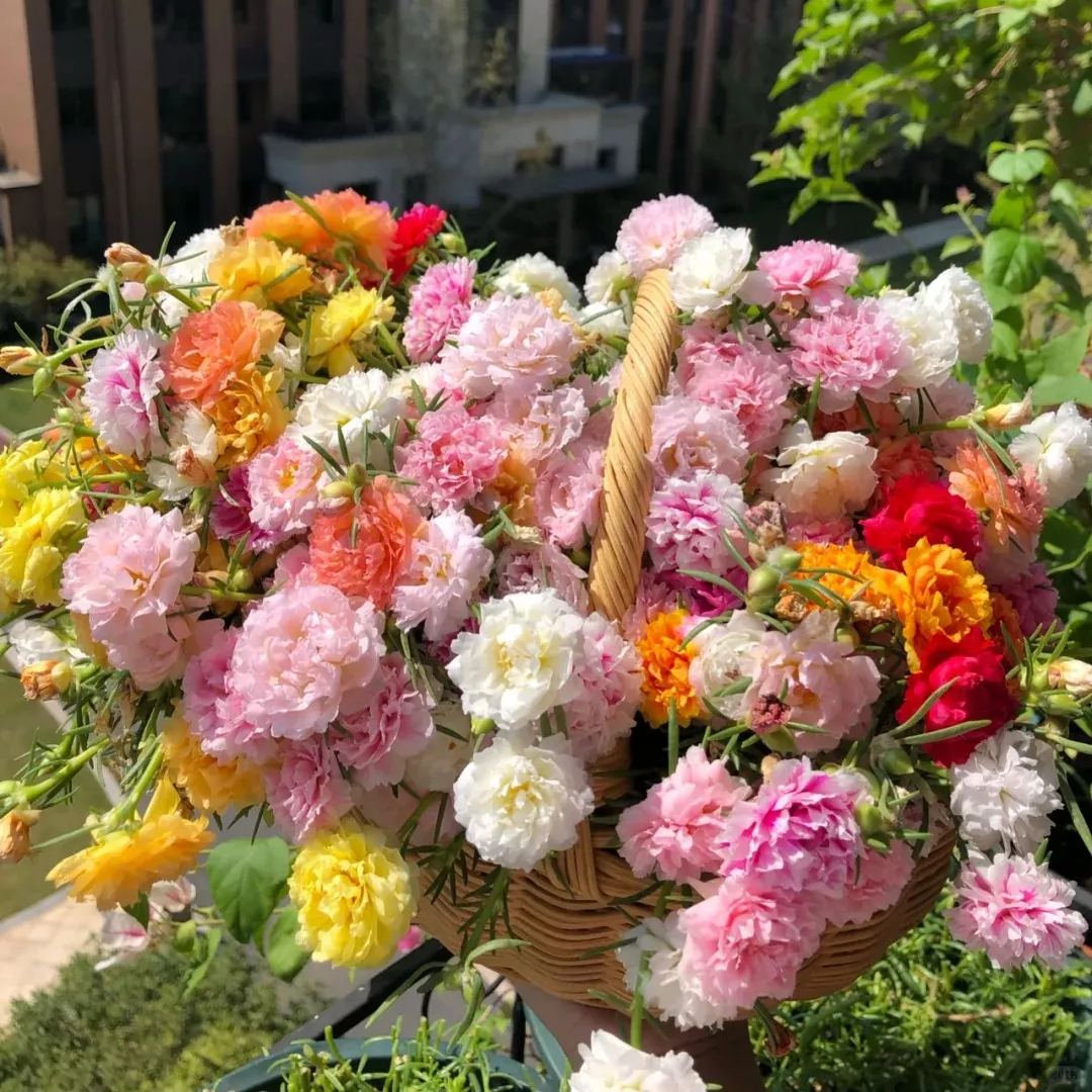 🌞 Mixed Color Portulaca Seeds – Effortless Beauty for Your Garden