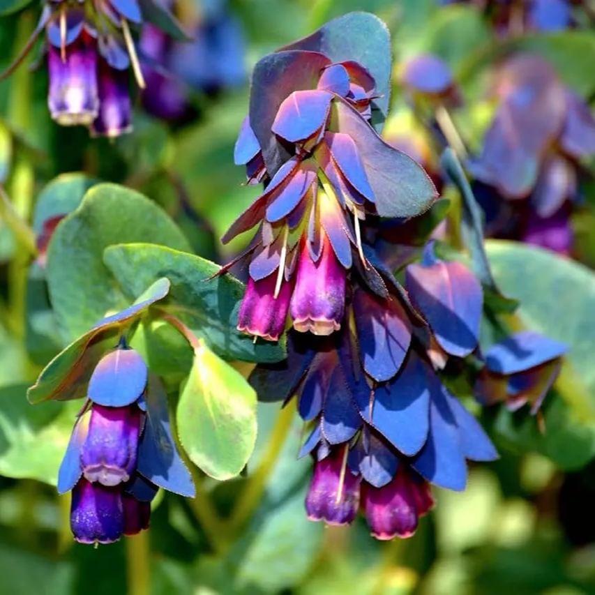 💙Honeywort Seeds – Vibrant Blooms and Pollinator-Friendly Beauty!