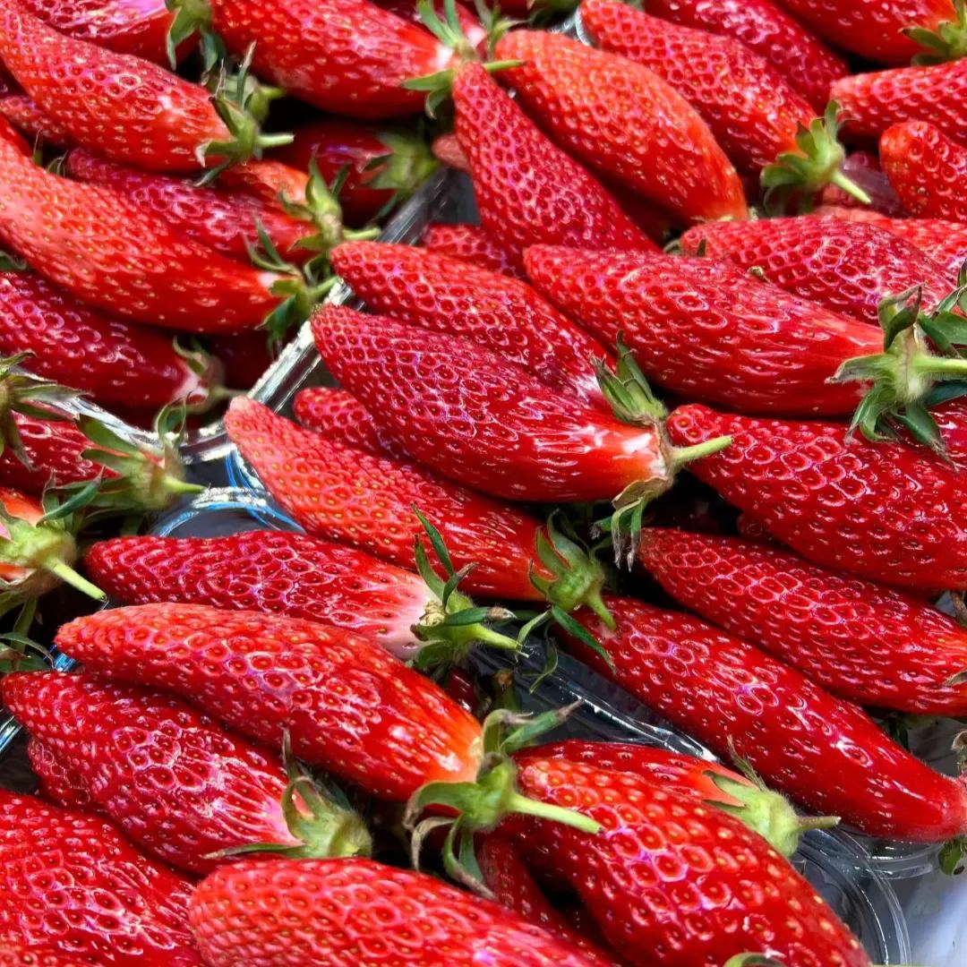 🍓Chill Strawberry Seeds – Easy Growing, Sweet Harvests