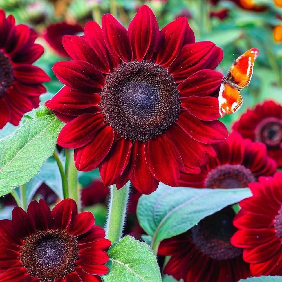 🌻 Velvet Queen Sunflower Seeds – Bold Beauty for Your Garden
