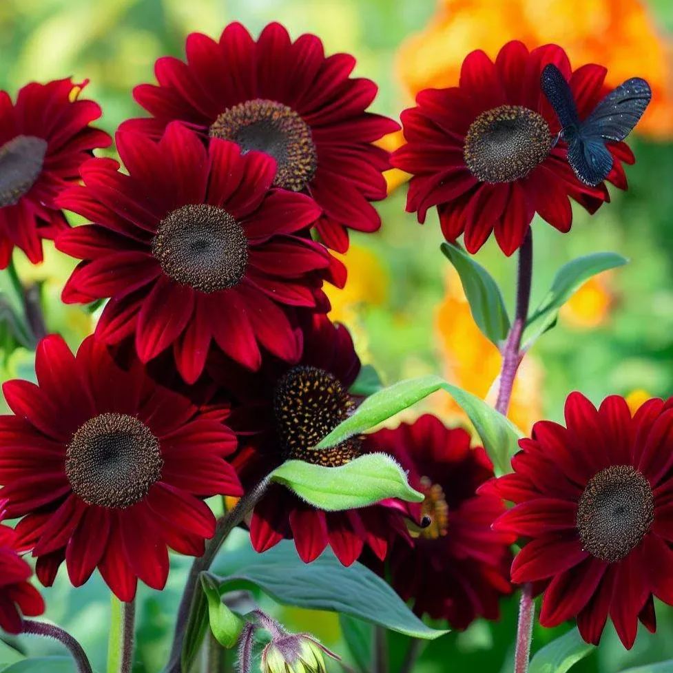 🌻 Velvet Queen Sunflower Seeds – Bold Beauty for Your Garden