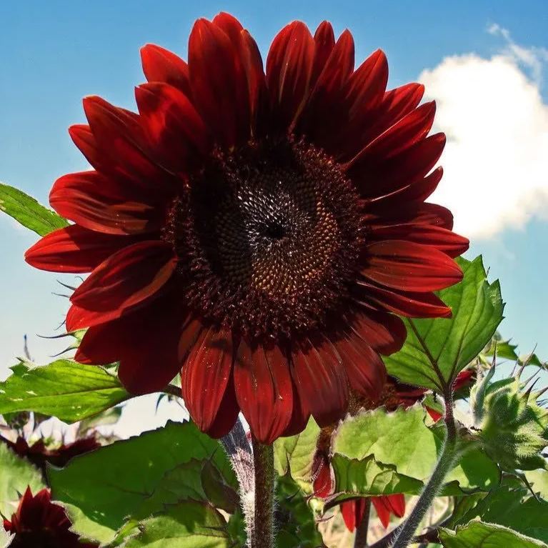 🌻 Velvet Queen Sunflower Seeds – Bold Beauty for Your Garden