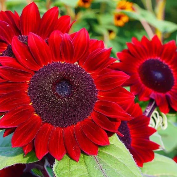 🌻 Velvet Queen Sunflower Seeds – Bold Beauty for Your Garden