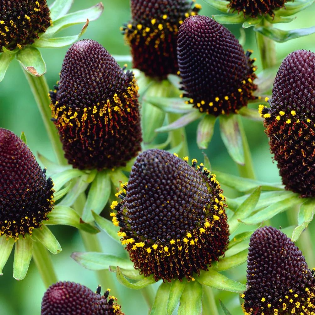 🌱 Green Wizard Rudbeckia Seeds - Unique, Stunning, and Easy-to-Grow Perennials