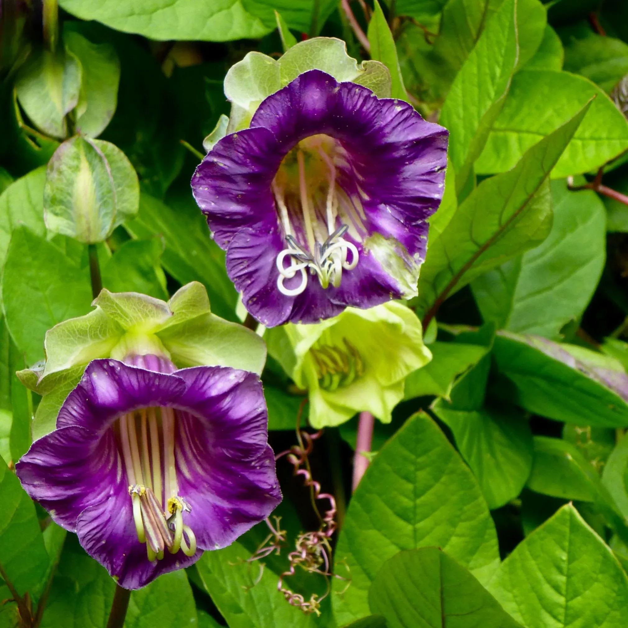 💡Cobaea Scandens Seeds - Elegant Climbing Cup and Saucer Vine