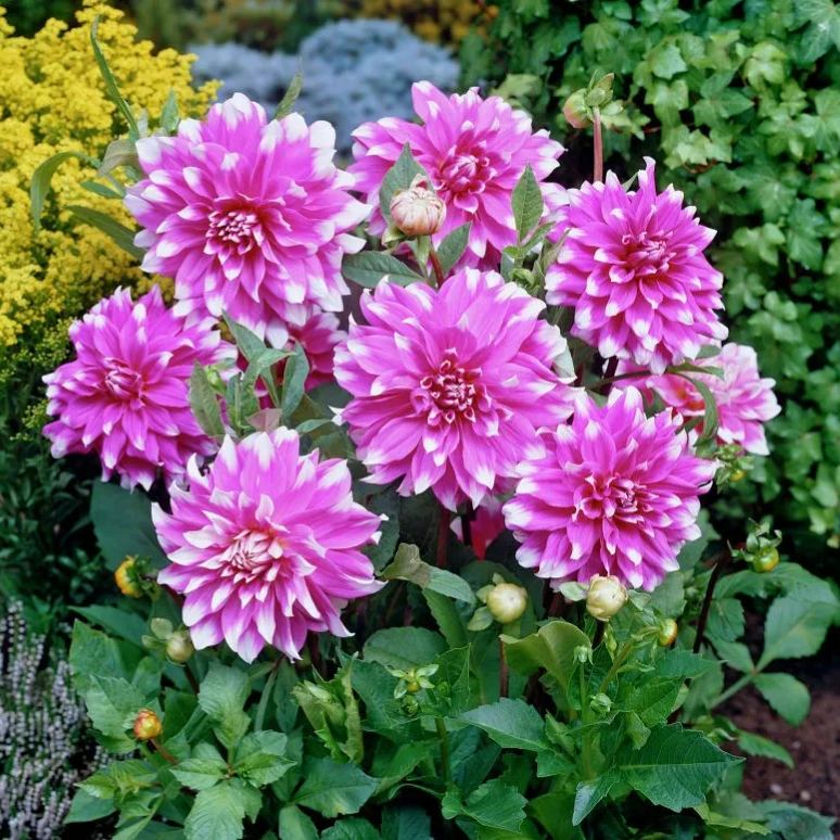 🌼Bicolour Dinnerplate Dahlia Seeds – Stunning Dual-Coloured Blooms