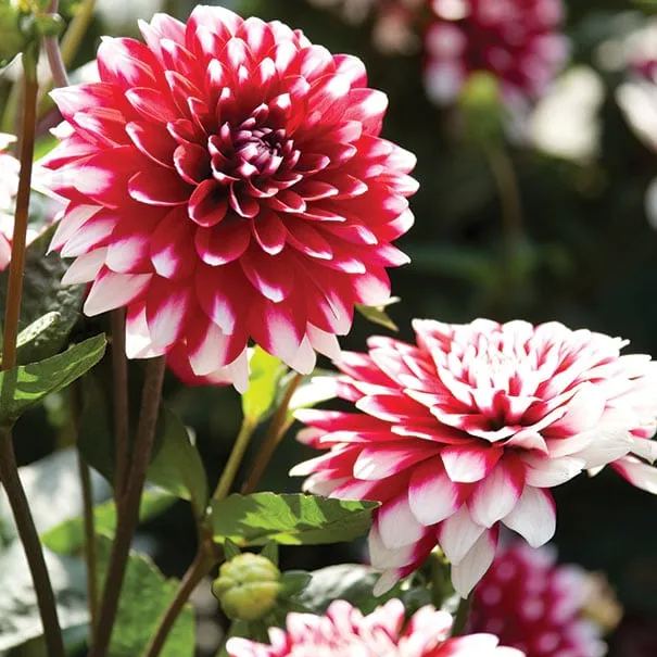 🌼Bicolour Dinnerplate Dahlia Seeds – Stunning Dual-Coloured Blooms