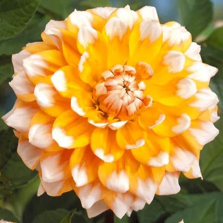 🌼Bicolour Dinnerplate Dahlia Seeds – Stunning Dual-Coloured Blooms