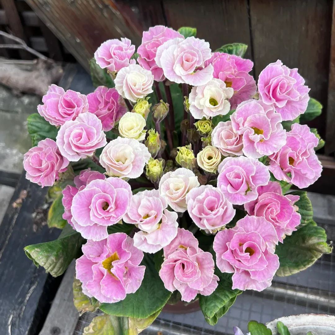 🌺 Rose Primrose Seeds: Early Spring Elegance