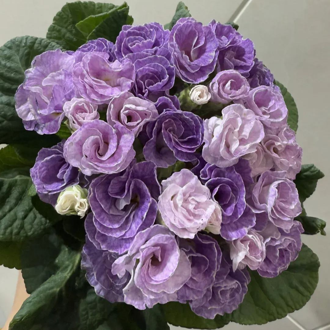 🌺 Rose Primrose Seeds: Early Spring Elegance