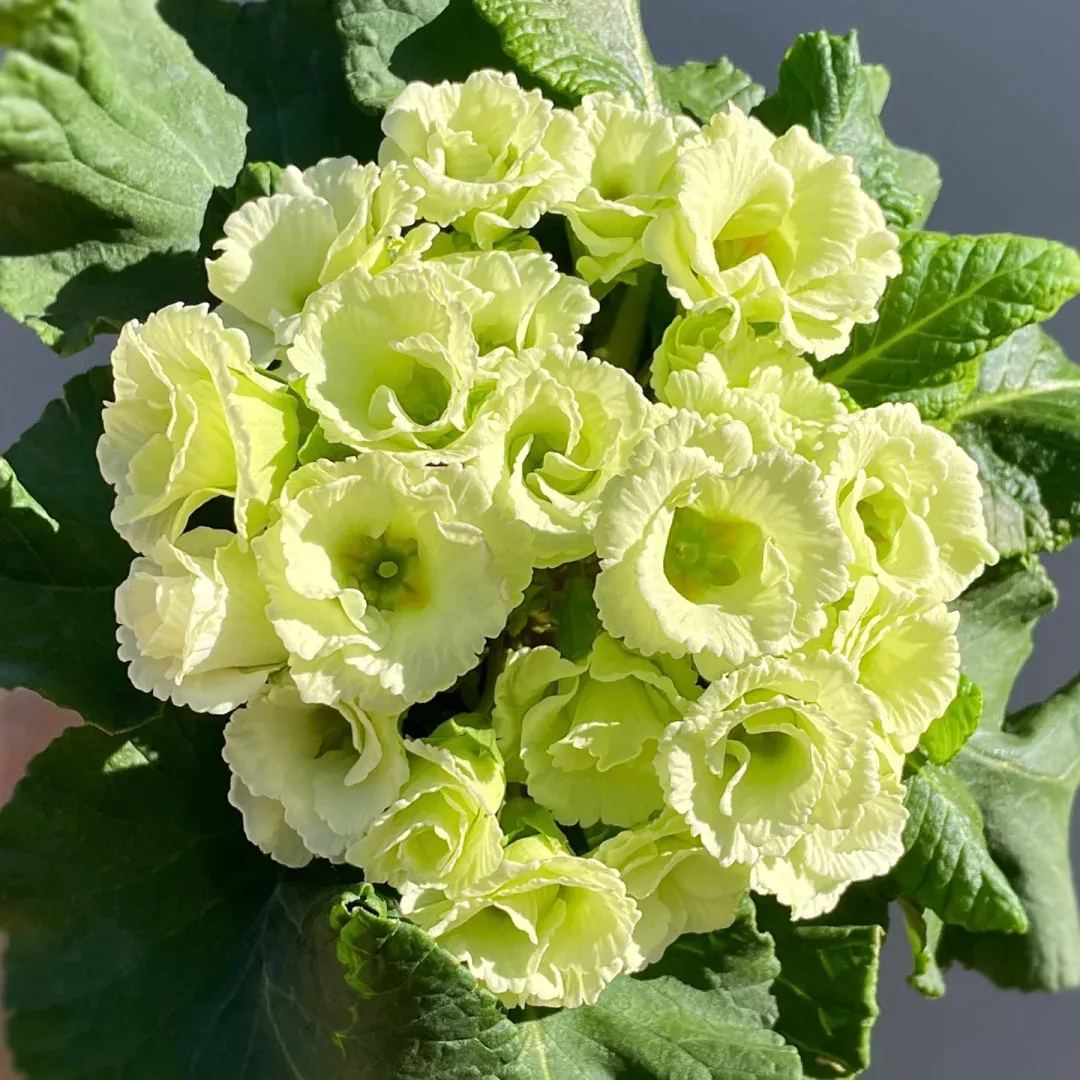 🌺 Rose Primrose Seeds: Early Spring Elegance