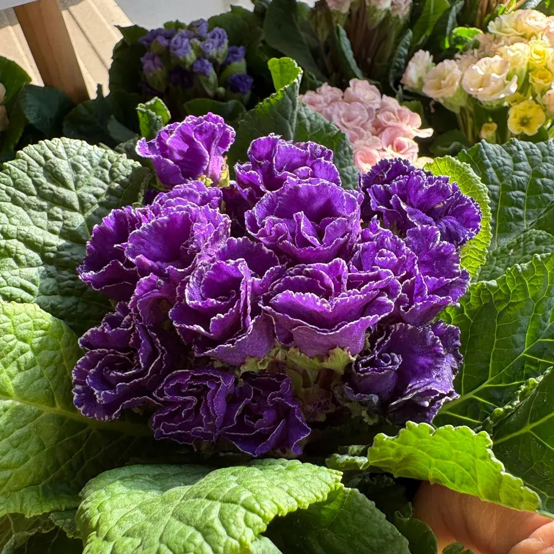 🌺 Rose Primrose Seeds: Early Spring Elegance