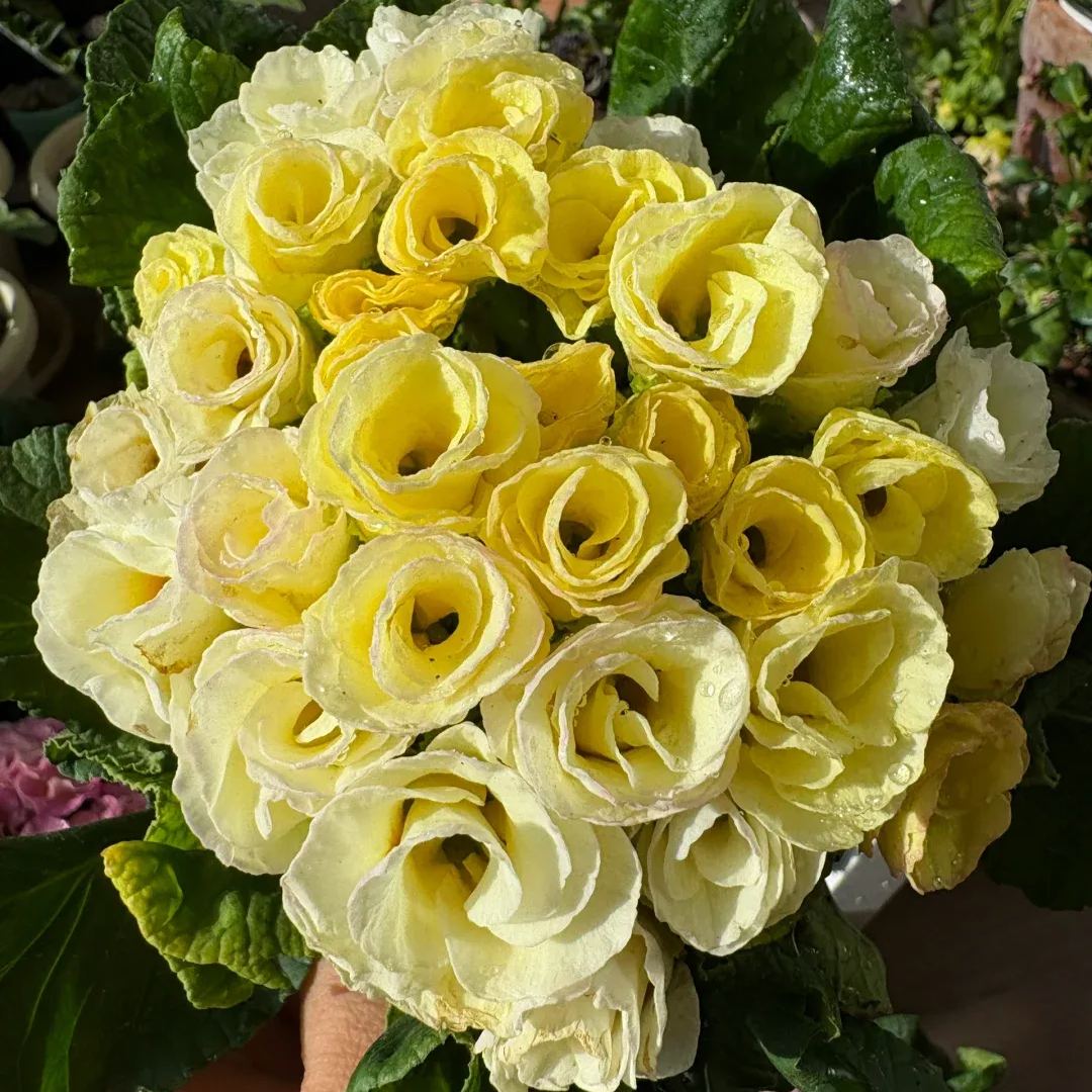 🌺 Rose Primrose Seeds: Early Spring Elegance