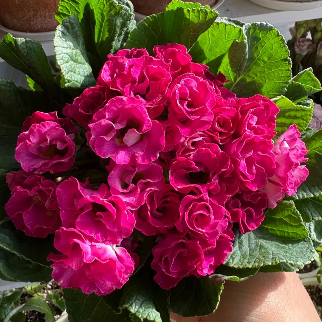 🌺 Rose Primrose Seeds: Early Spring Elegance