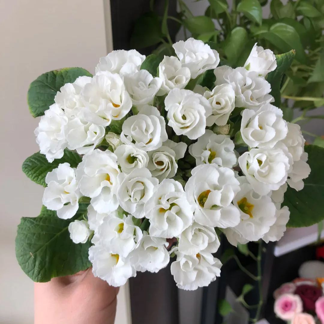 🌺 Rose Primrose Seeds: Early Spring Elegance