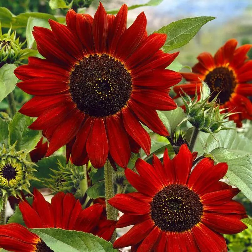 🌻 Velvet Queen Sunflower Seeds – Bold Beauty for Your Garden