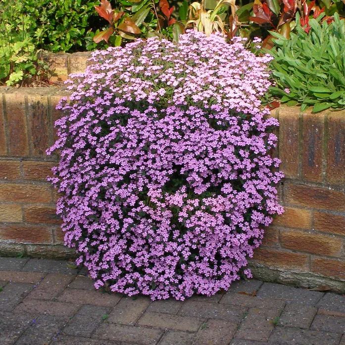🌸Rock Soapwort Seeds – Cascading Carpet of Pink Blooms