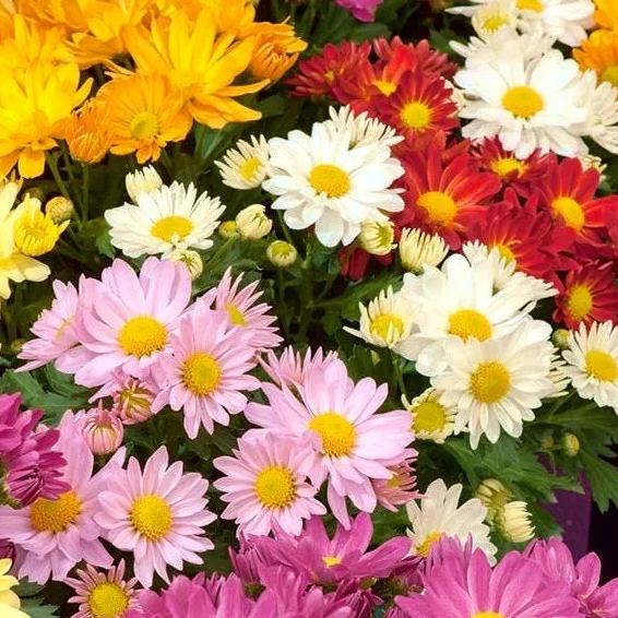 🚫🦟 Natural Pest Repellent: Mixed-Color Pyrethrum Seeds