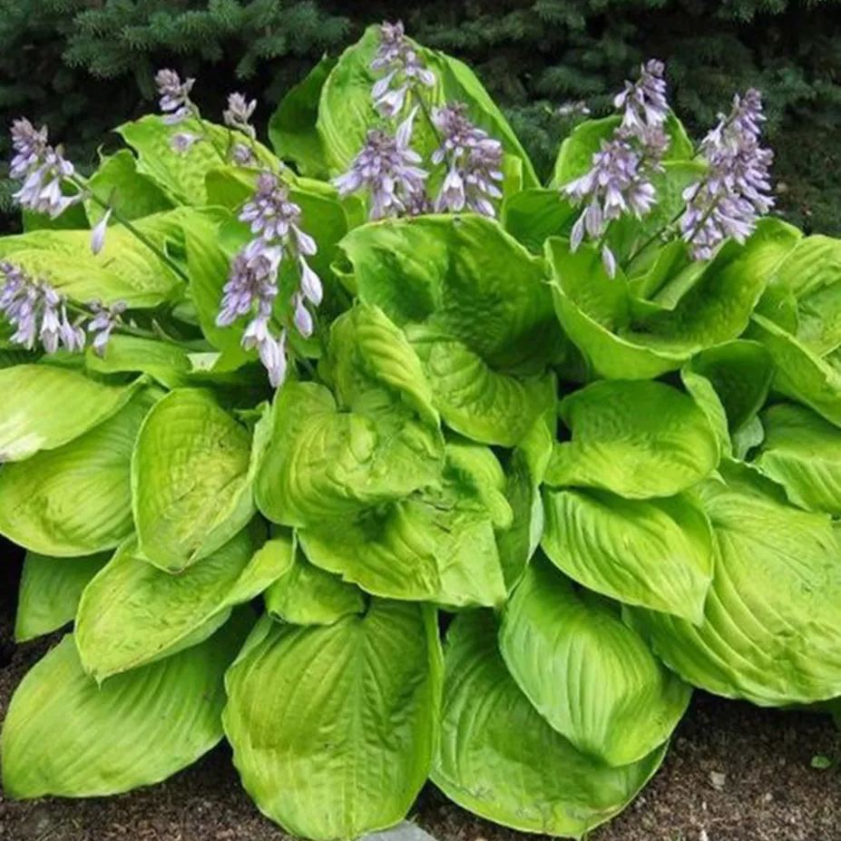  🌿Giant Hosta Seeds Collection: Embrace the Majesty of Oversized Foliag