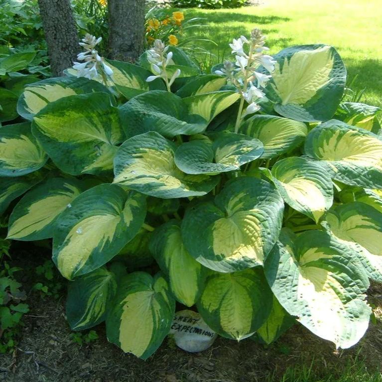  🌿Giant Hosta Seeds Collection: Embrace the Majesty of Oversized Foliag