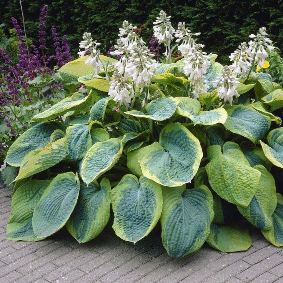  🌿Giant Hosta Seeds Collection: Embrace the Majesty of Oversized Foliag