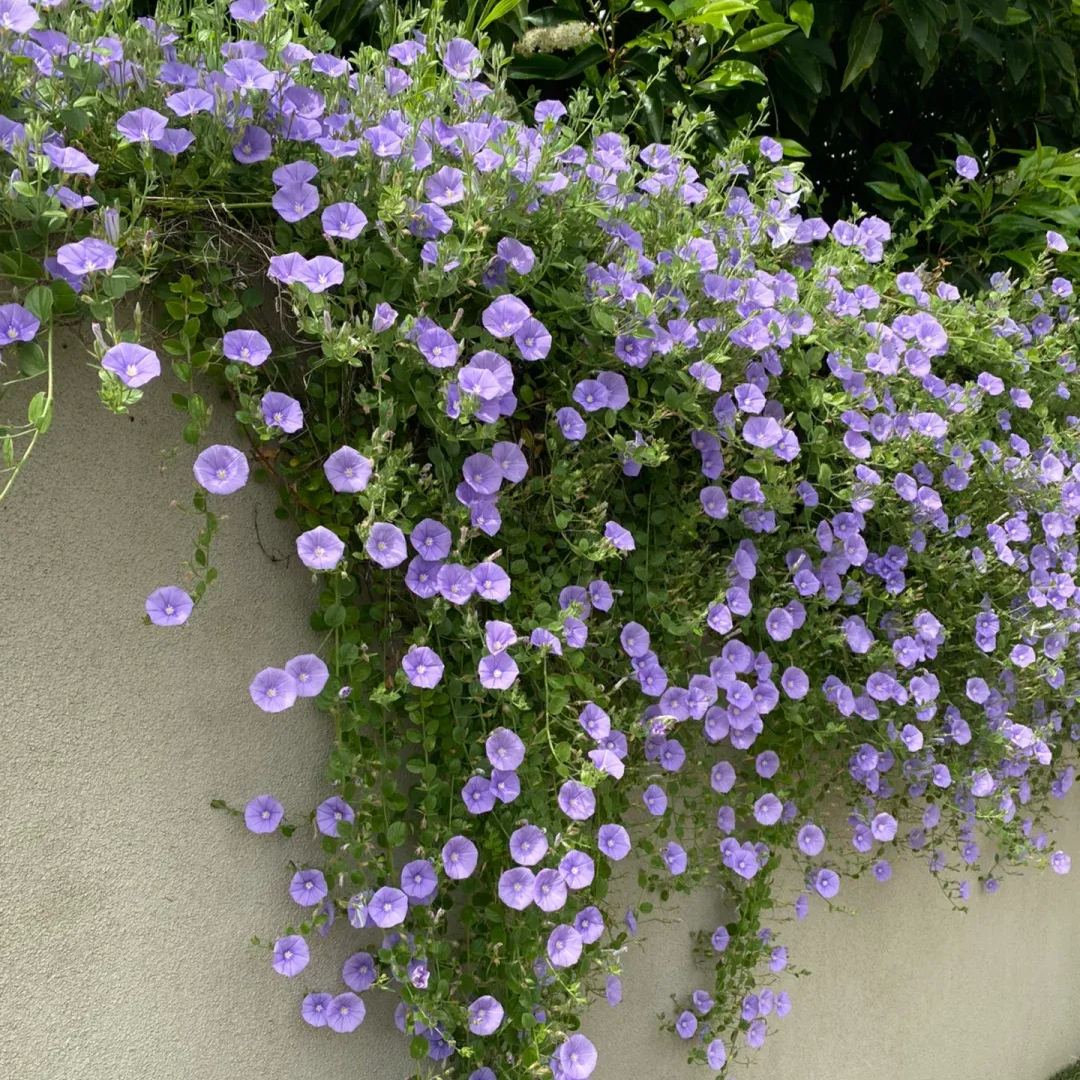 🌼Blue Convolvulus Seeds: Perennial Ground Morning Glory 
