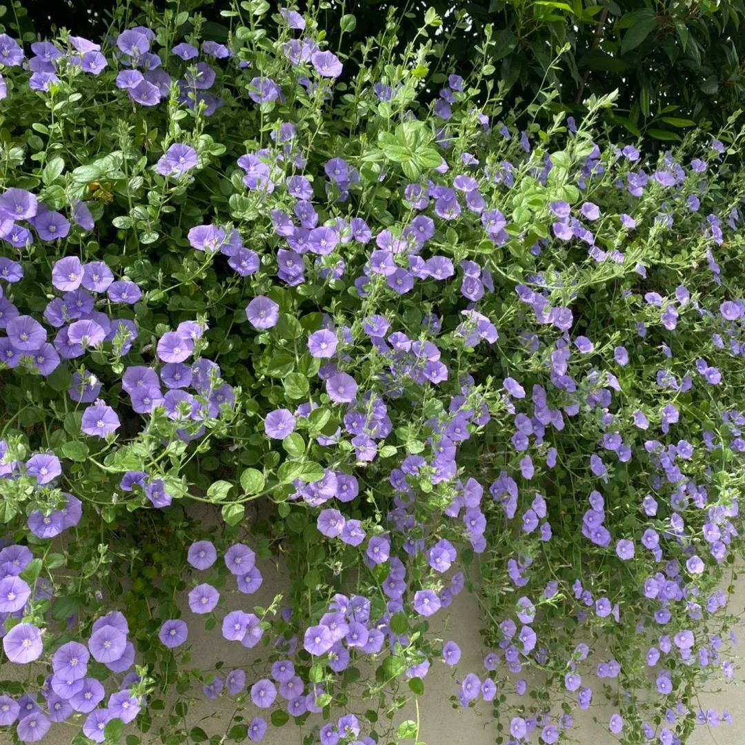 🌼Blue Convolvulus Seeds: Perennial Ground Morning Glory 