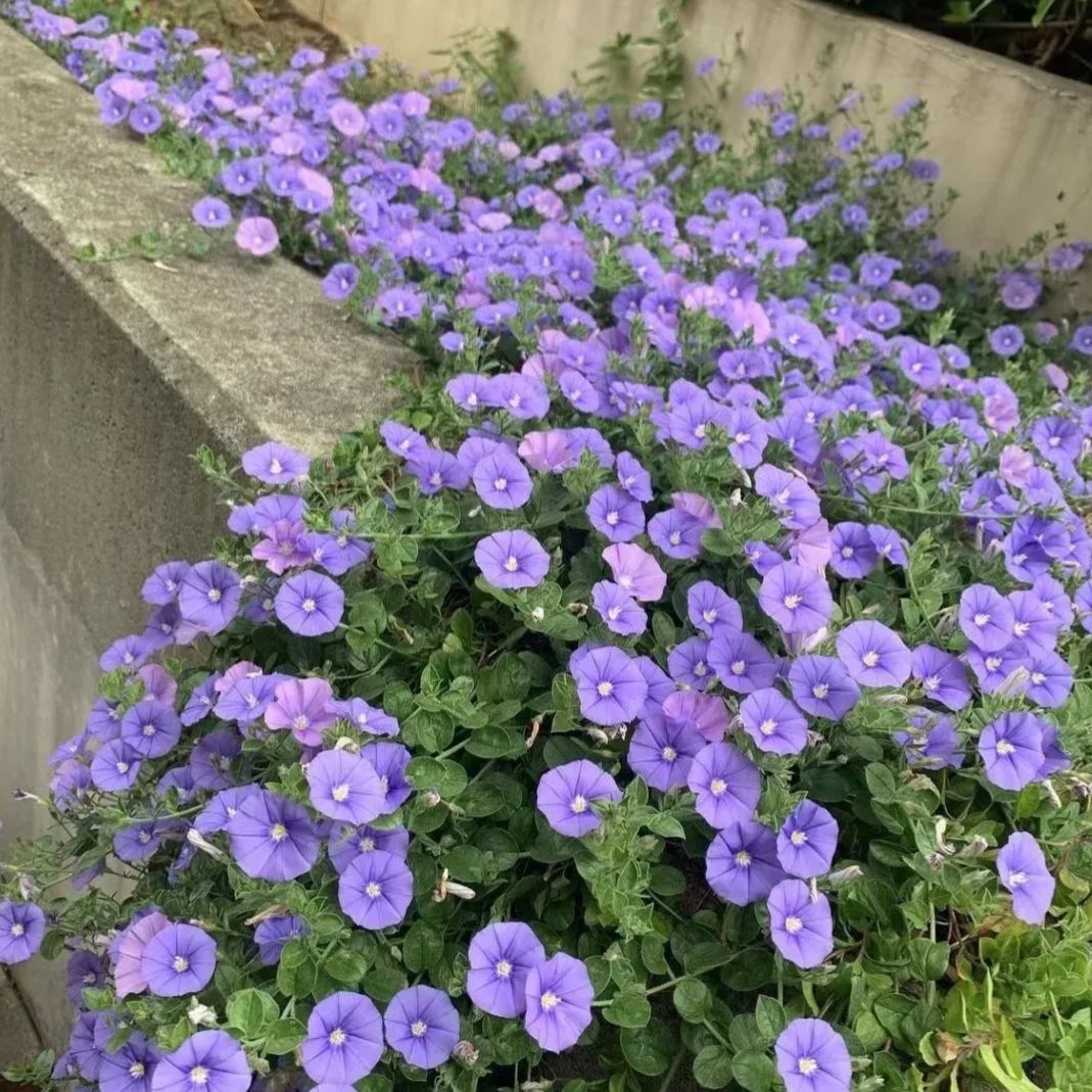🌼Blue Convolvulus Seeds: Perennial Ground Morning Glory 