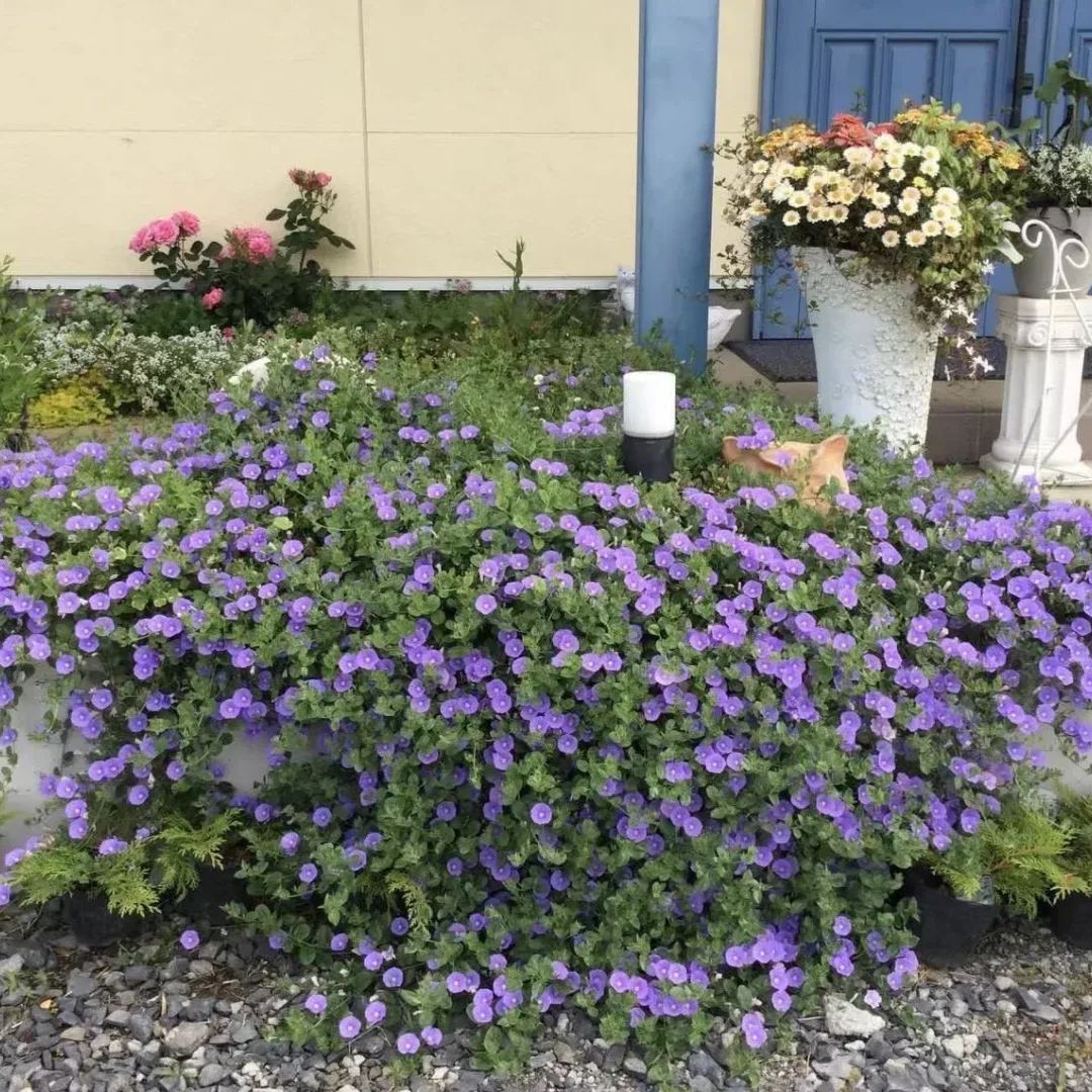 🌼Blue Convolvulus Seeds: Perennial Ground Morning Glory 