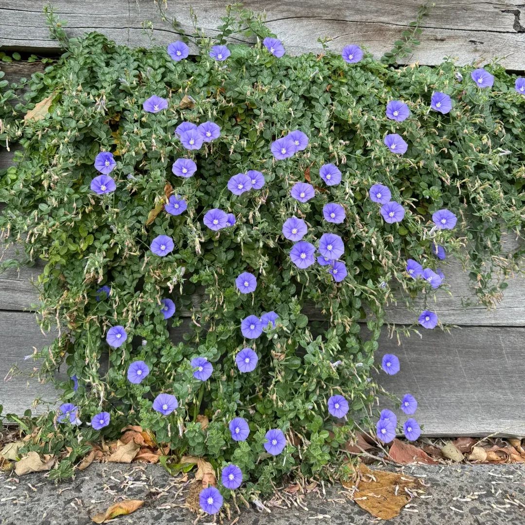 🌼Blue Convolvulus Seeds: Perennial Ground Morning Glory 