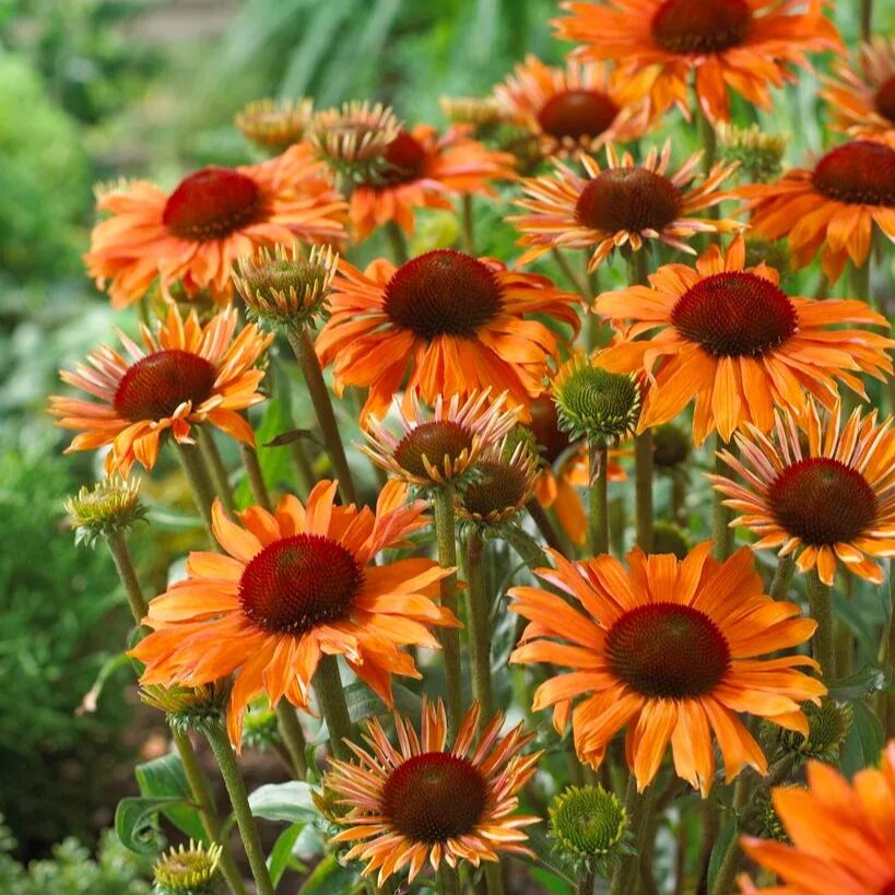 🐝 Mix Echinacea Seeds – Beautiful, Hardy & Pollinator-Friendly