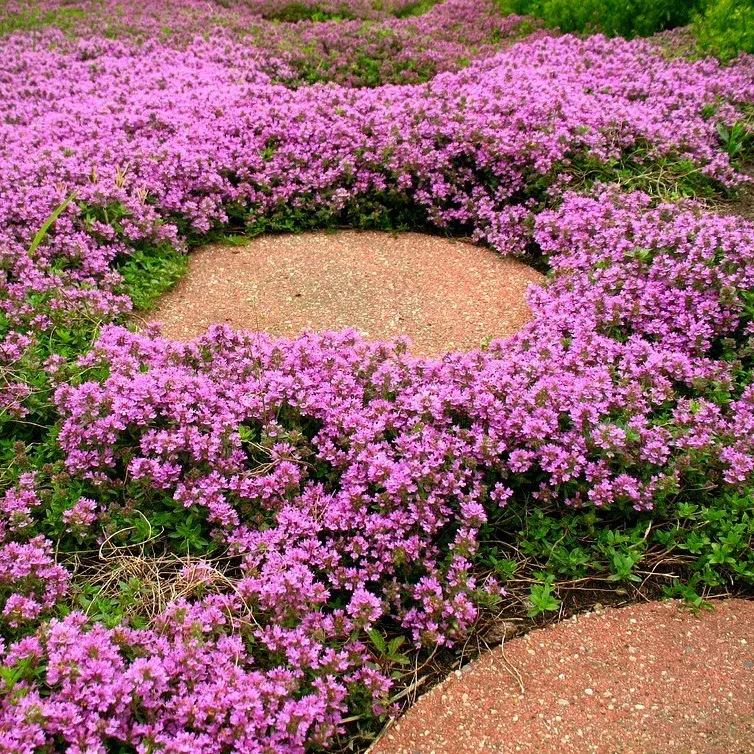 🌿Creeping Thyme Seeds: Low-Maintenance Ground Cover with Fragrant Foliage