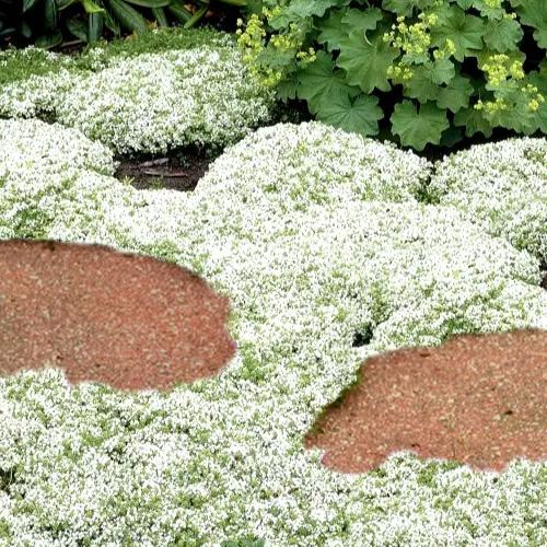🌿Creeping Thyme Seeds: Low-Maintenance Ground Cover with Fragrant Foliage