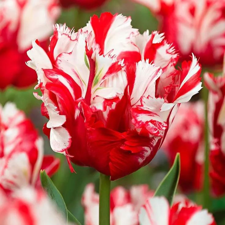"Red & White Duo Blooms Collection" — Classic Elegance, Year-Round Drama