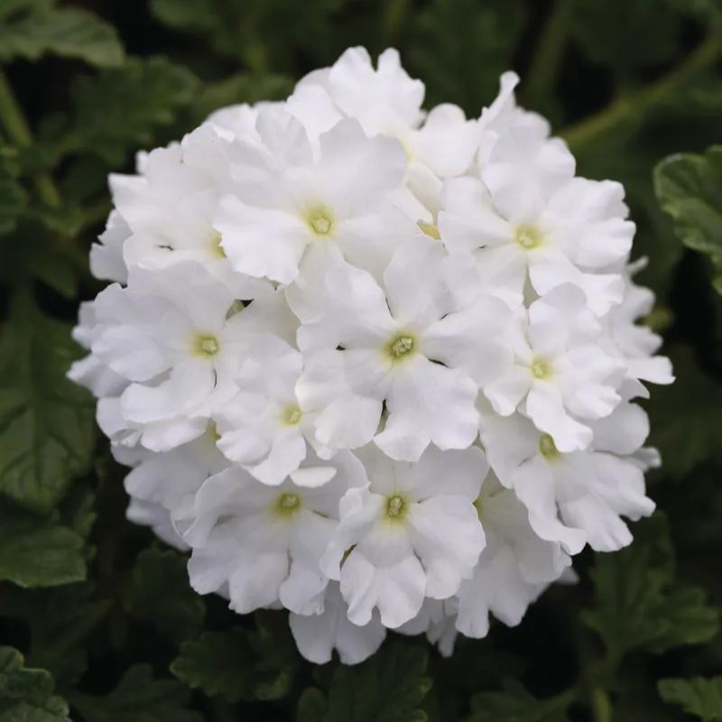 💜 Dark Purple Moss Verbena Seeds – Ground Cover with Vibrant Blooms