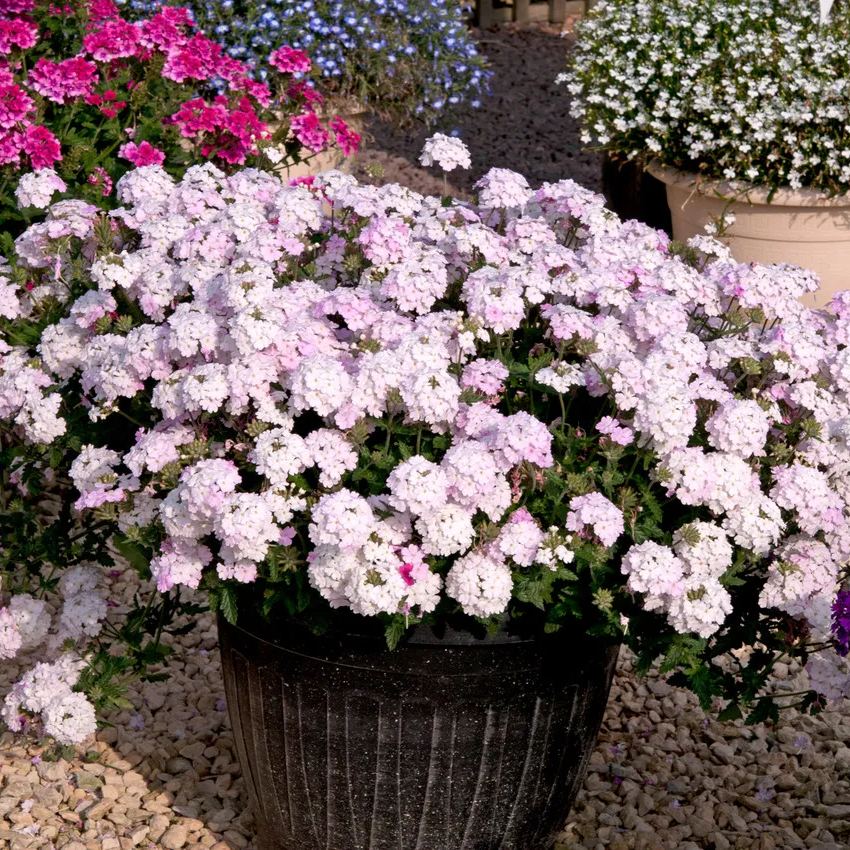 💜 Dark Purple Moss Verbena Seeds – Ground Cover with Vibrant Blooms