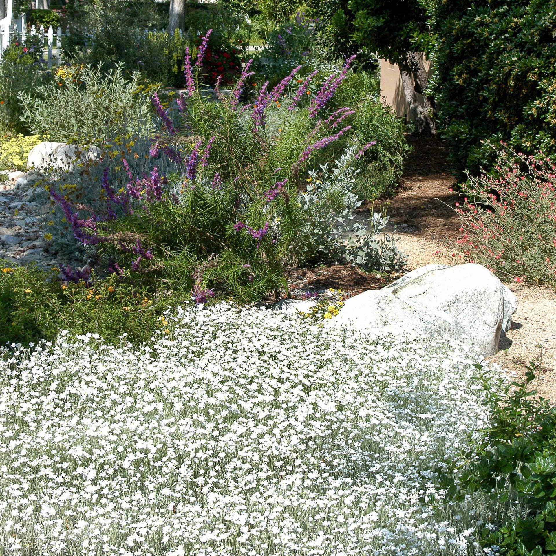 Snow-in-Summer Ground Cover Plant Seeds