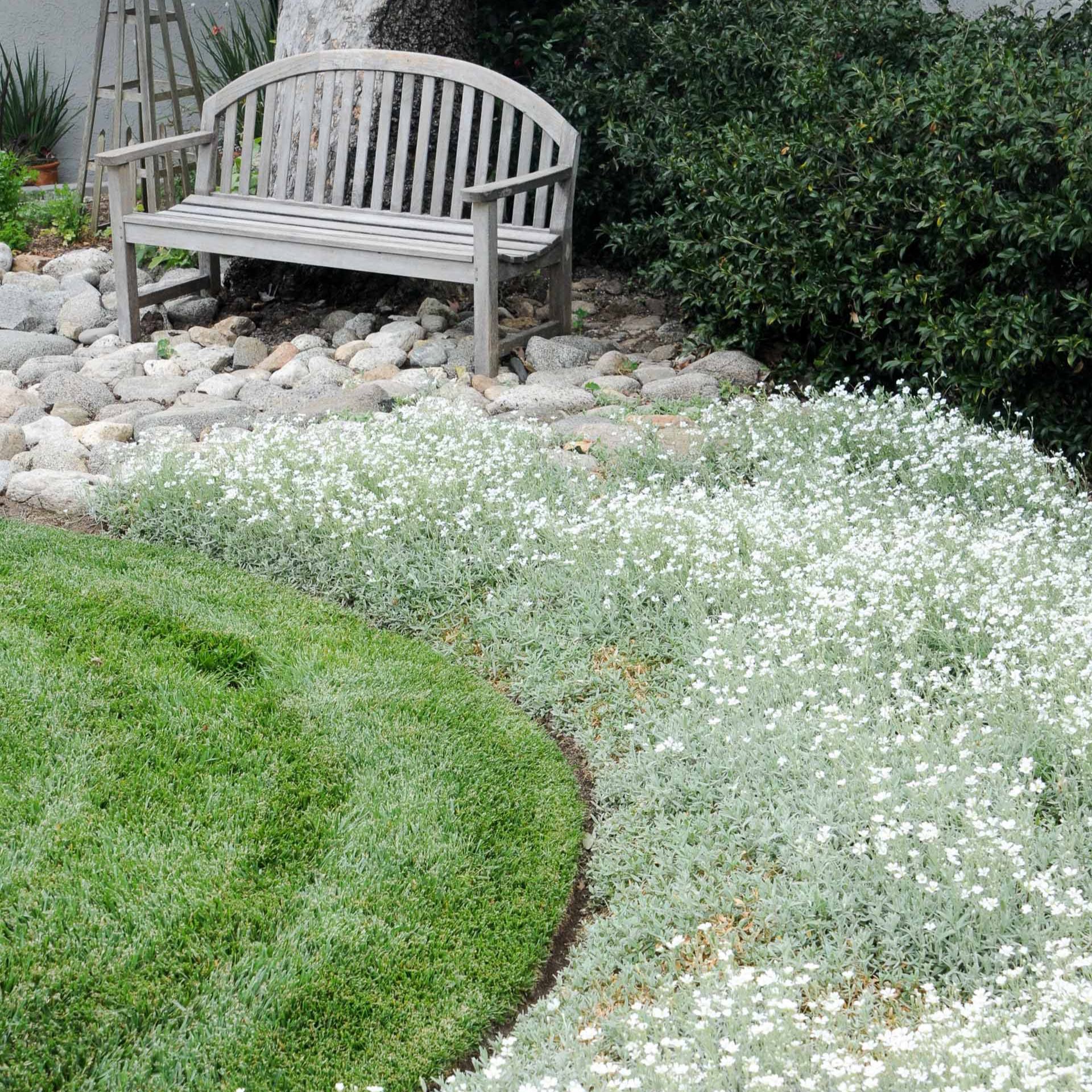 Snow-in-Summer Ground Cover Plant Seeds