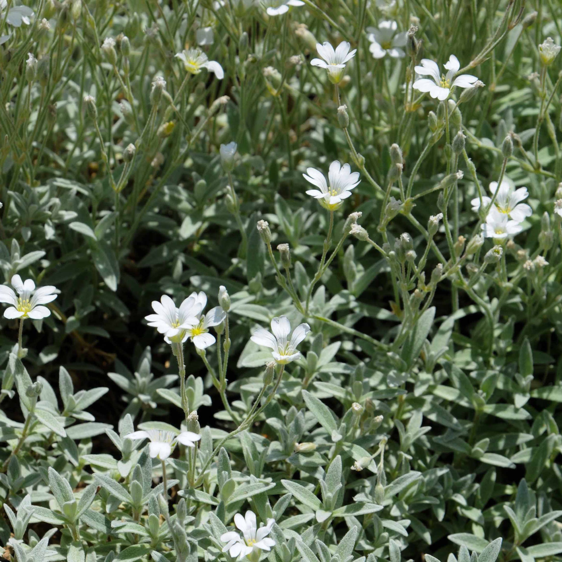 Snow-in-Summer Ground Cover Plant Seeds