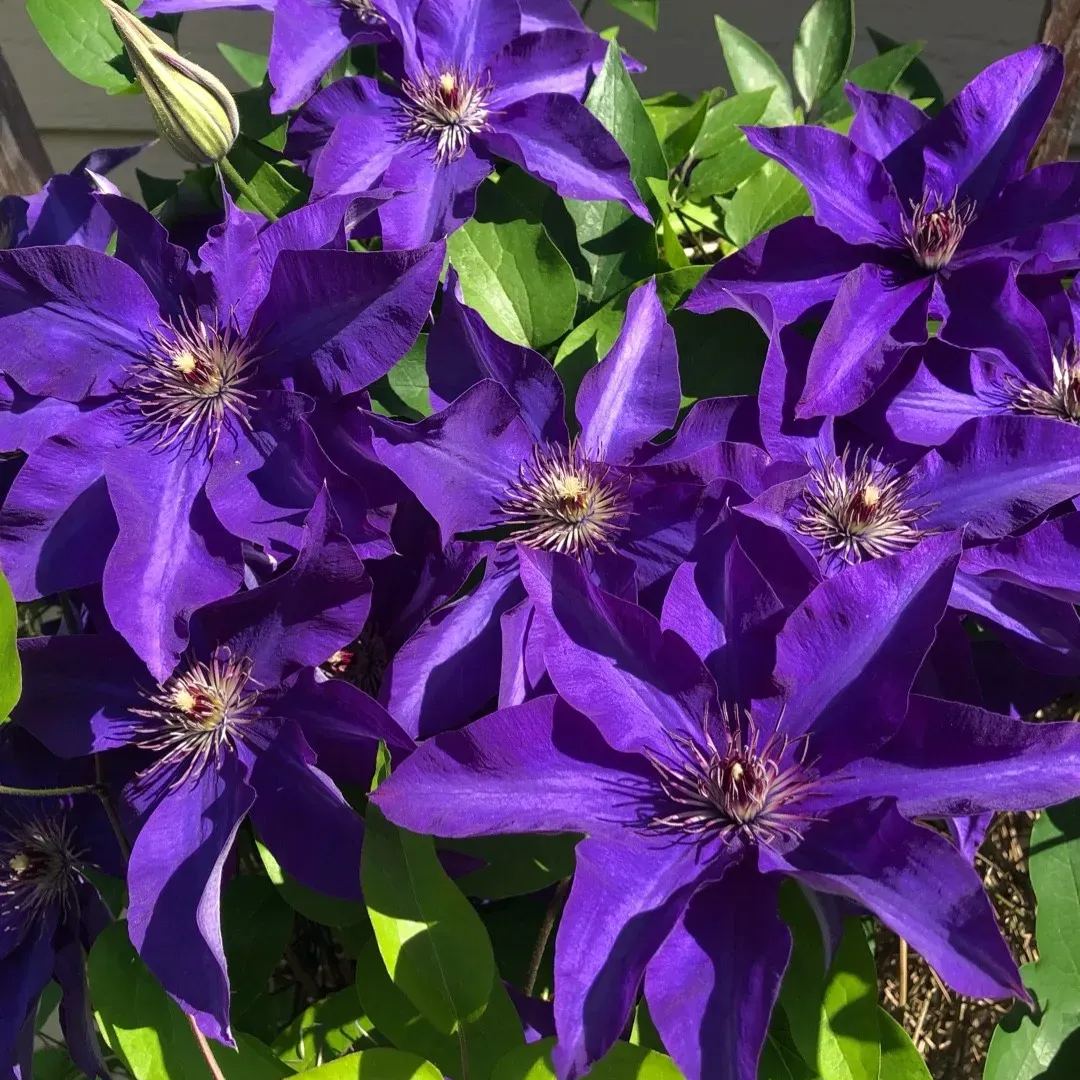 🌸 Climbing Clematis Seeds – Elegant Vines, Spectacular Blooms