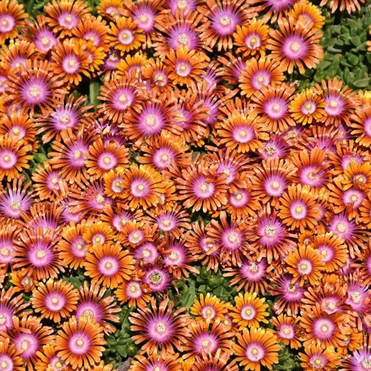 ✨ Premium Ice Plant Seeds – Fast-Growing & Heat-Resistant
