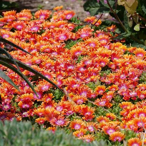 ✨ Premium Ice Plant Seeds – Fast-Growing & Heat-Resistant