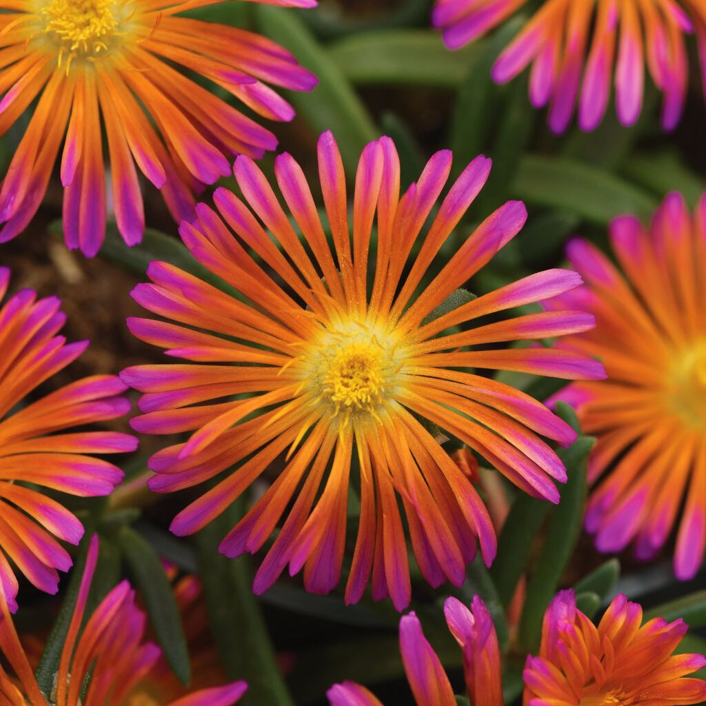 ✨ Premium Ice Plant Seeds – Fast-Growing & Heat-Resistant