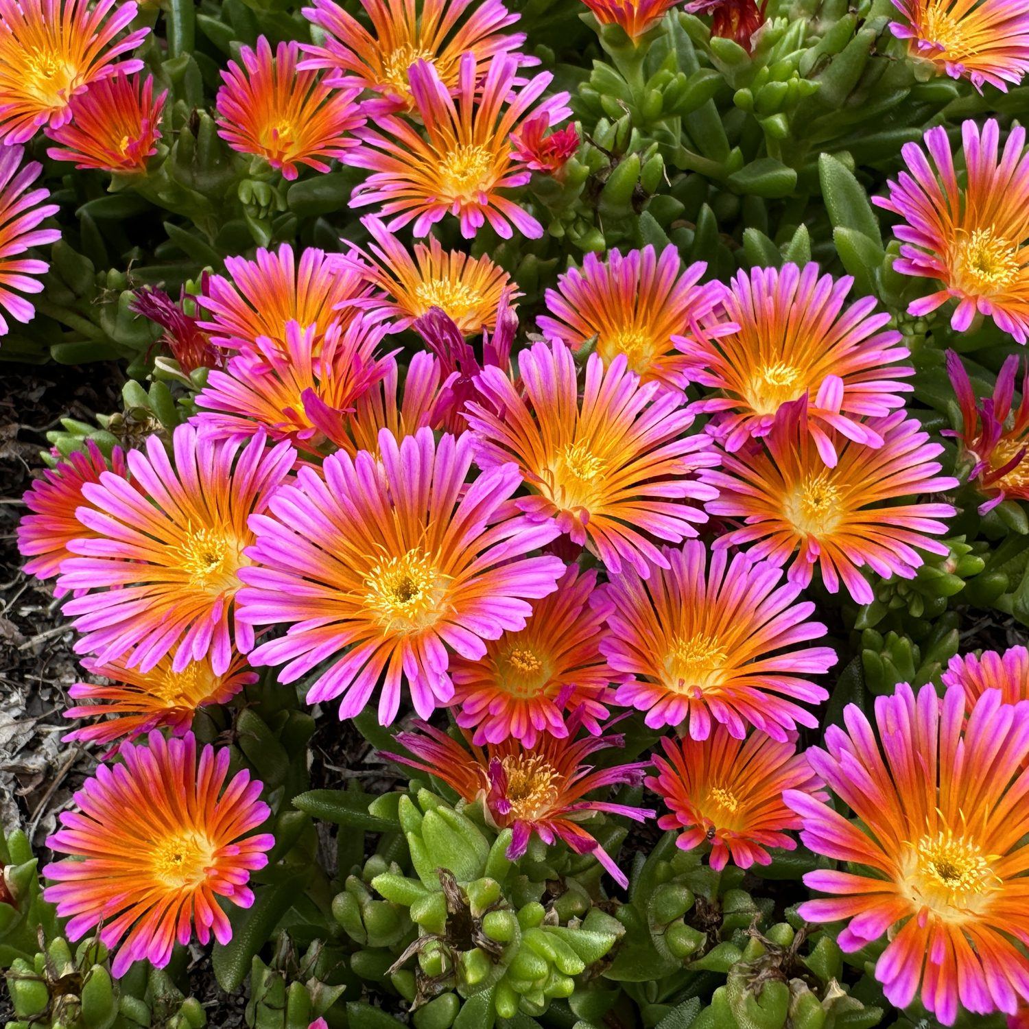 ✨ Premium Ice Plant Seeds – Fast-Growing & Heat-Resistant