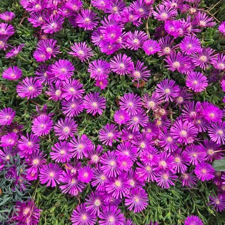 ✨ Premium Ice Plant Seeds – Fast-Growing & Heat-Resistant