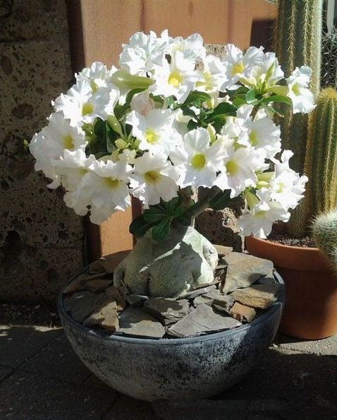 🌵 Desert Rose Seeds – Grow Your Own Exotic Beauty!