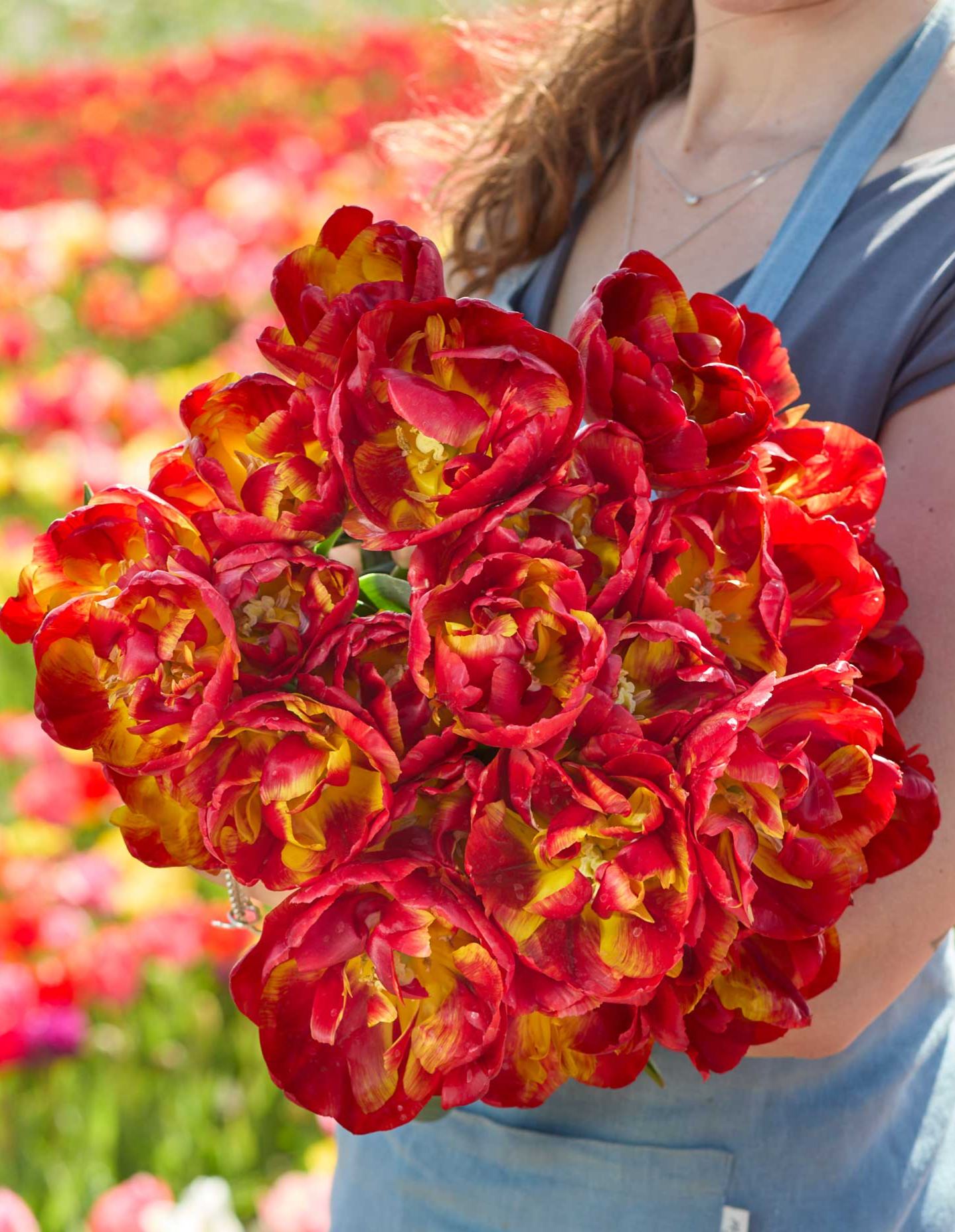Tropical Sensation Tulip Bulbs